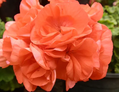 pelargonium orange
