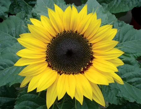 Girasole