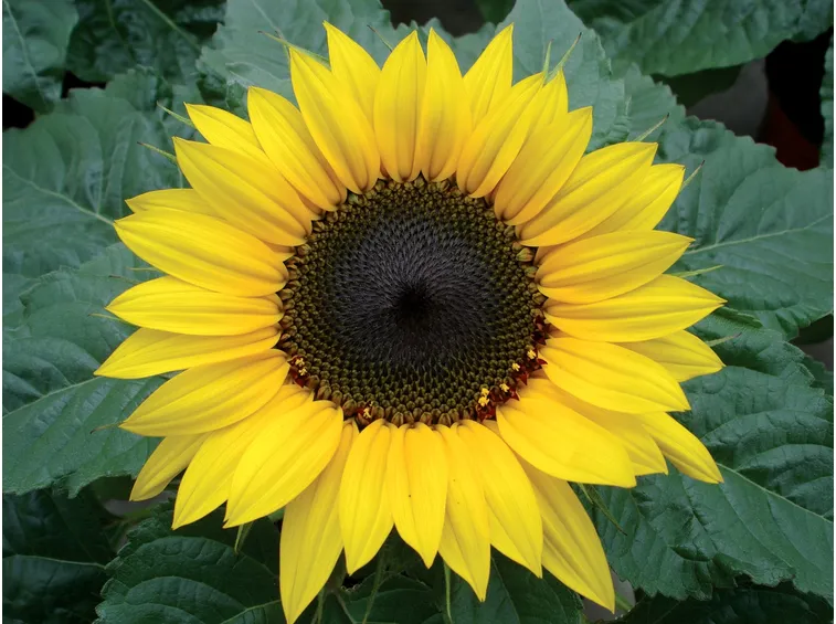 Girasole