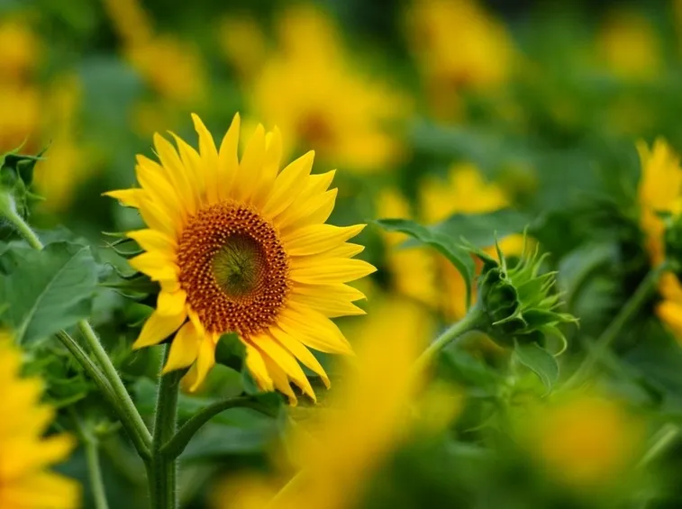 helianthus annus