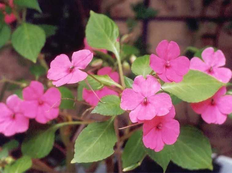 Impatiens sultanii