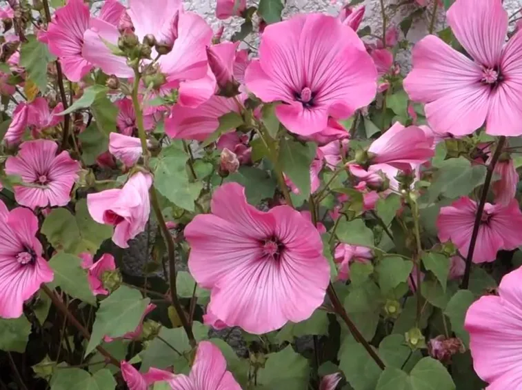 Lavatera