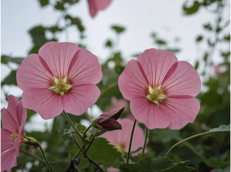 lavatera trimestris