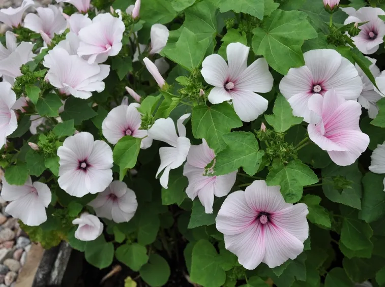 malva regina