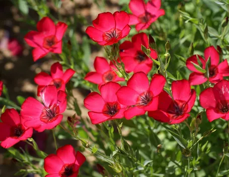 Linum grandiflorum