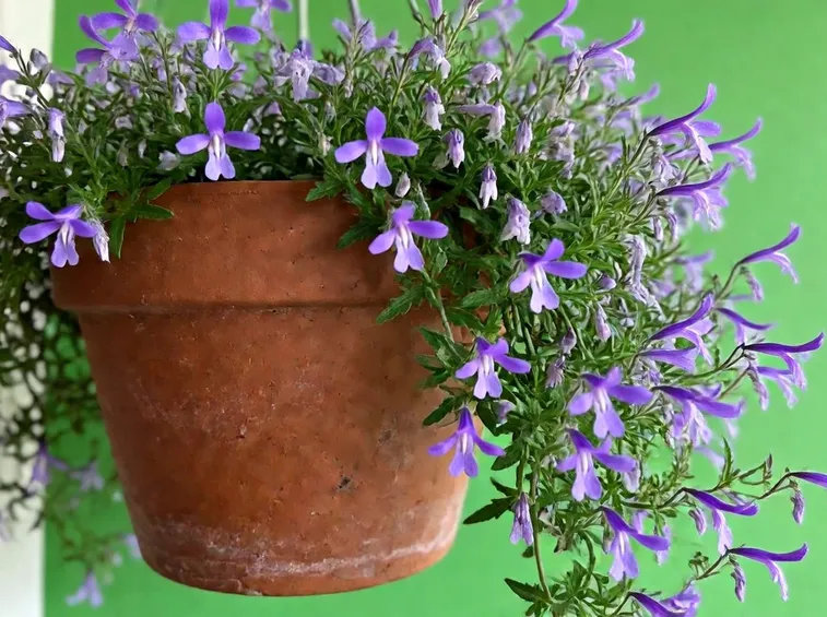 lobelia erinus