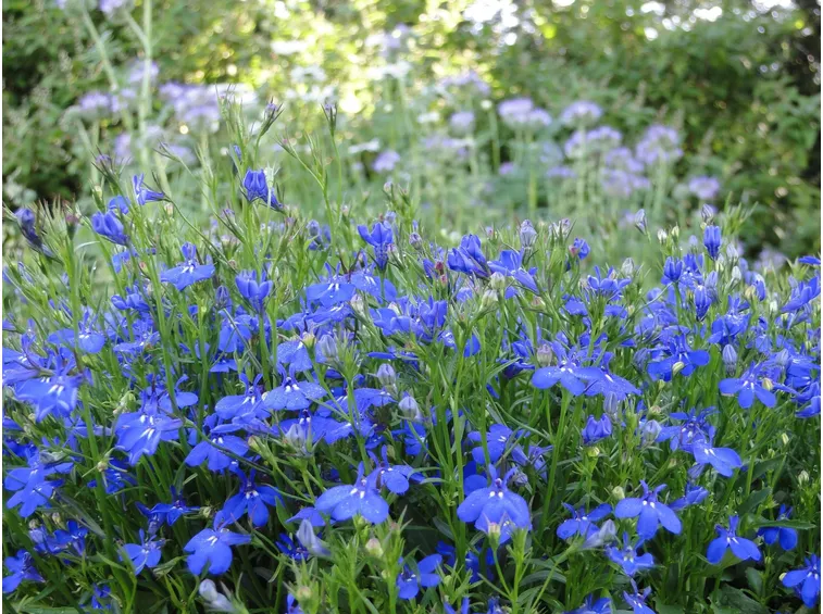 semina lobelia