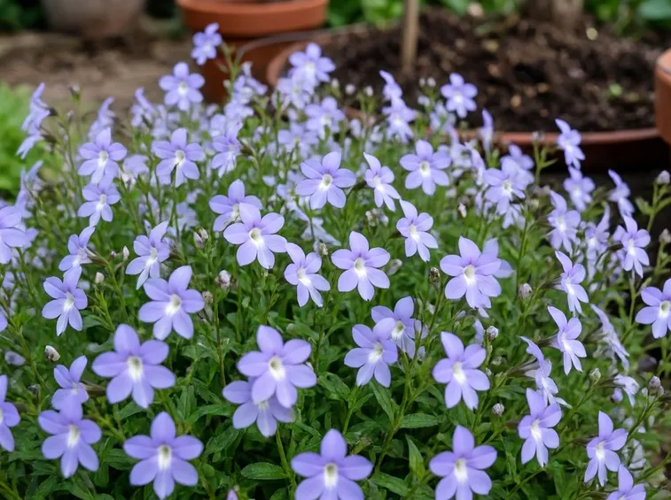 lobelia coltivazione