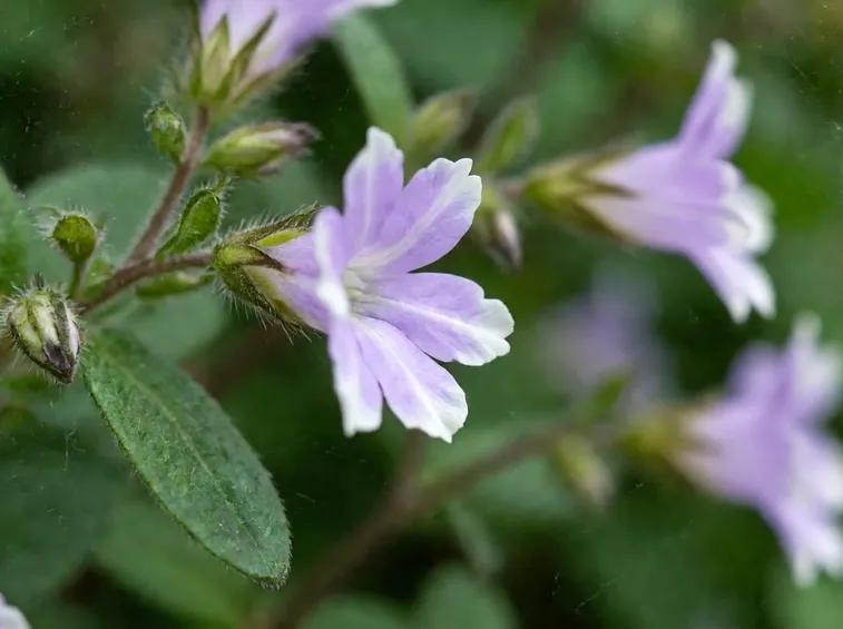 cure lobelia