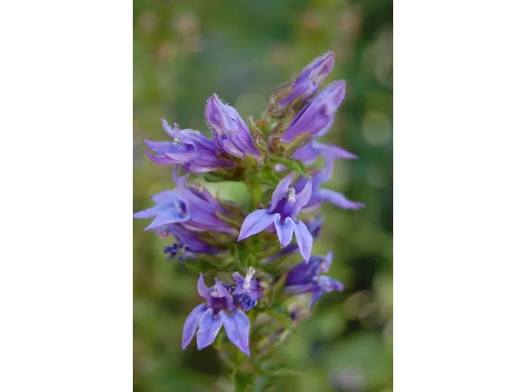 varietà lobelia