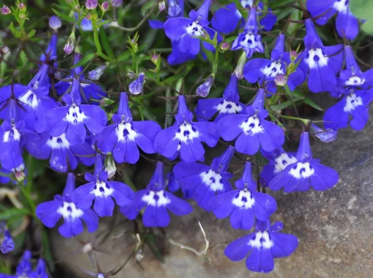 Lobelia