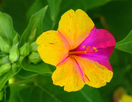 Mirabilis
