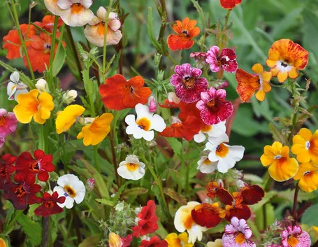 Nemesia