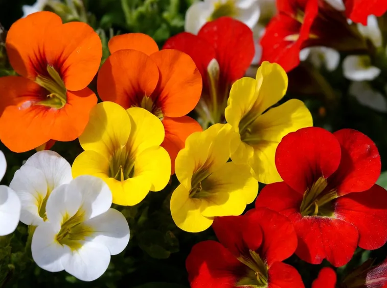 Nemesia