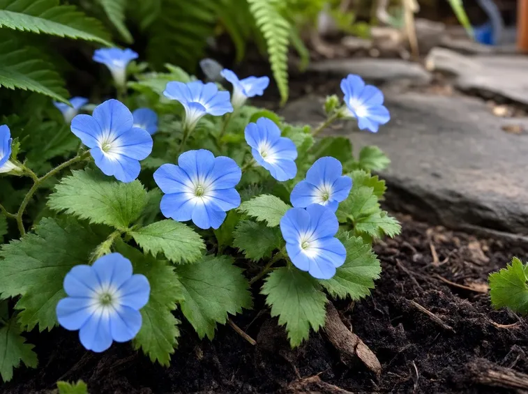 Nemophila