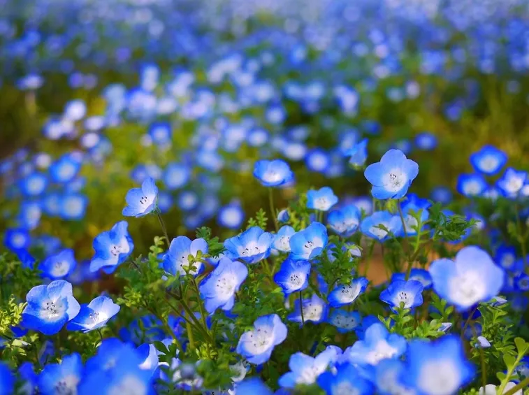 nemophila