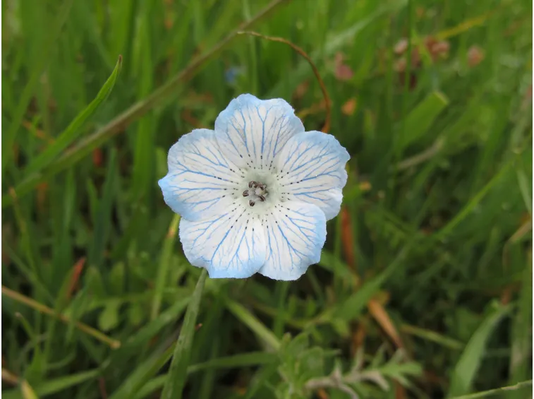 nemophila