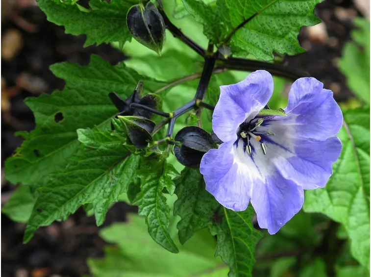 Nicandra