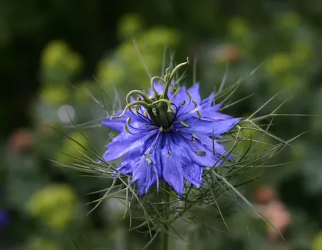 Nigella