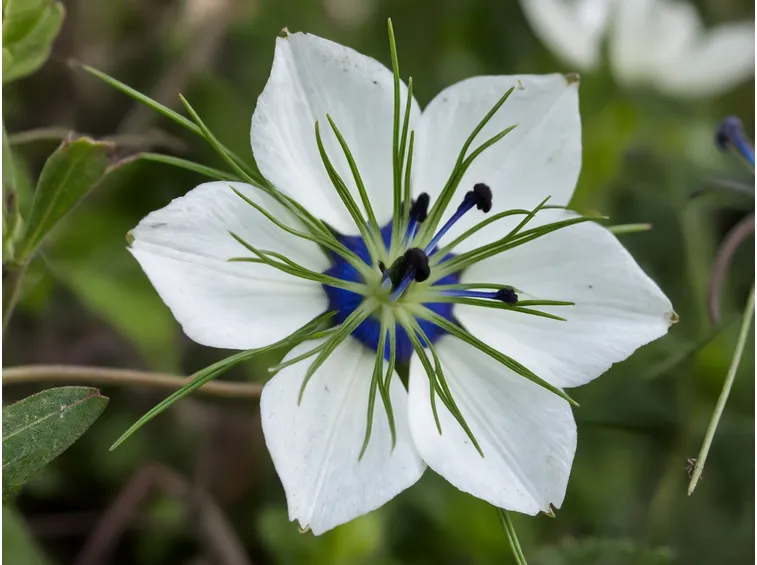 nigella damascena