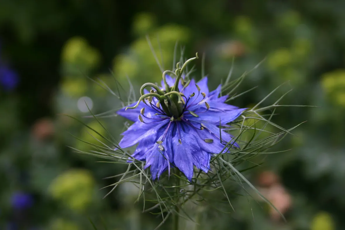 Nigella