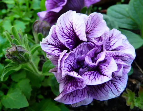 petunia