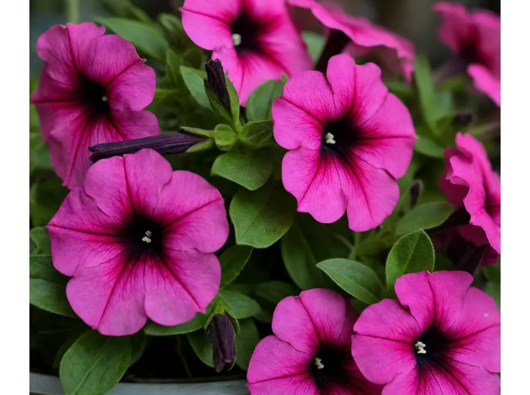 fiore di petunia