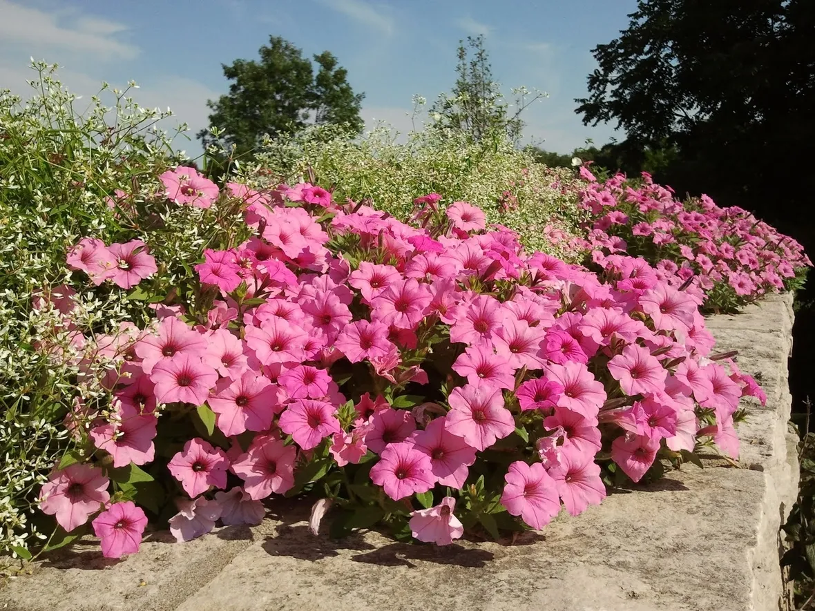 petunia