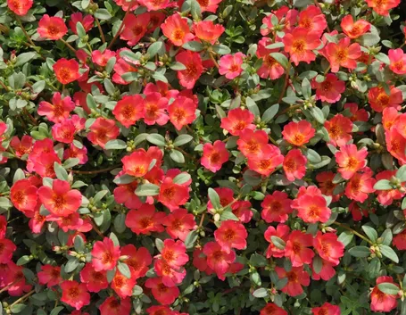 Portulaca