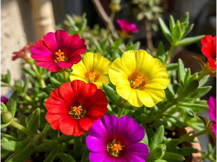 Portulaca