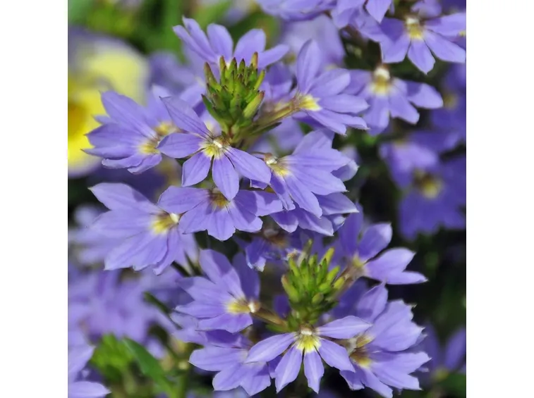Scevola