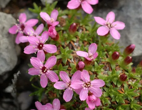 Silene