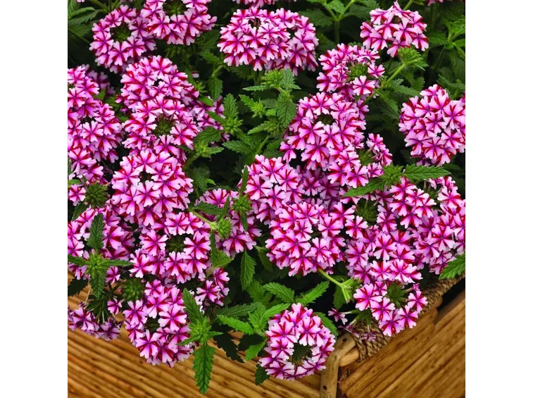 verbena