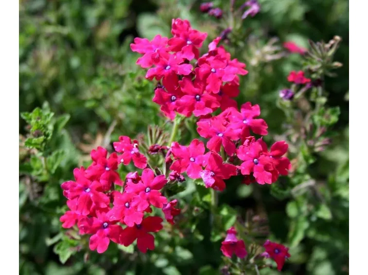 verbena temari