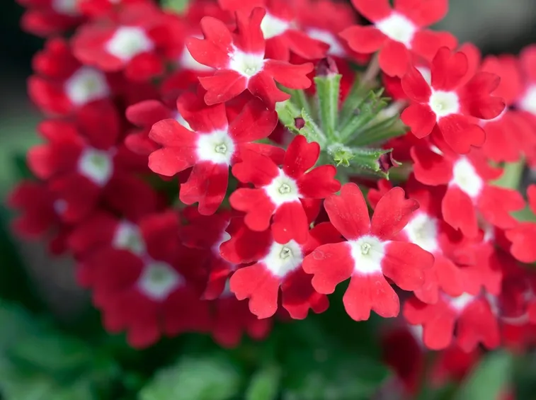 Verbena  