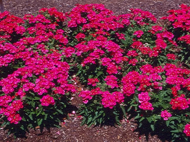 verbena