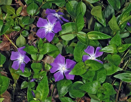 Pervinca 