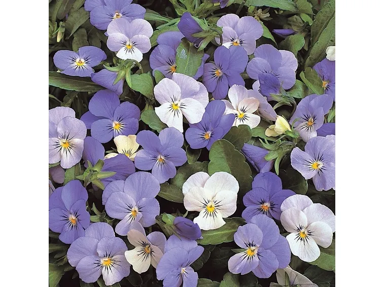 Viola