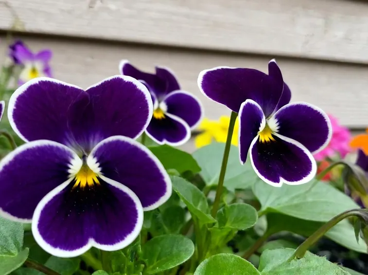 Viola