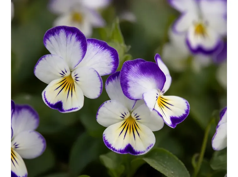 viola ibrida