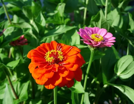Zinnia