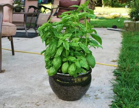 Esempio di basilico in vaso con alcune infiorescenze.