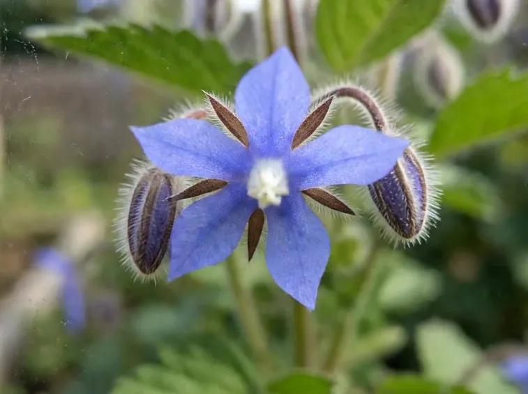 borago officinalis