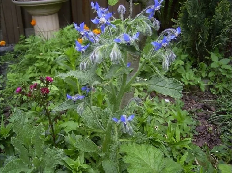fiore borragine