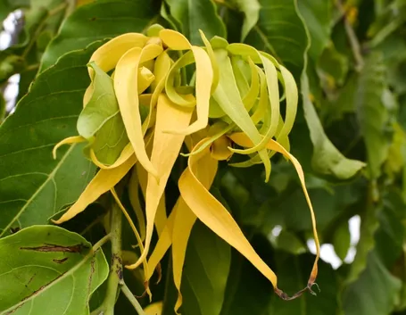 Cananga odorata 