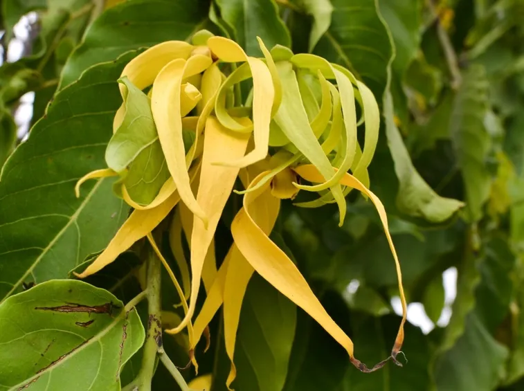 Cananga odorata 