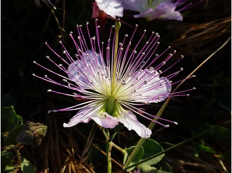Bellissimo fiore di cappero