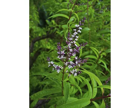 Fiori Cedrina