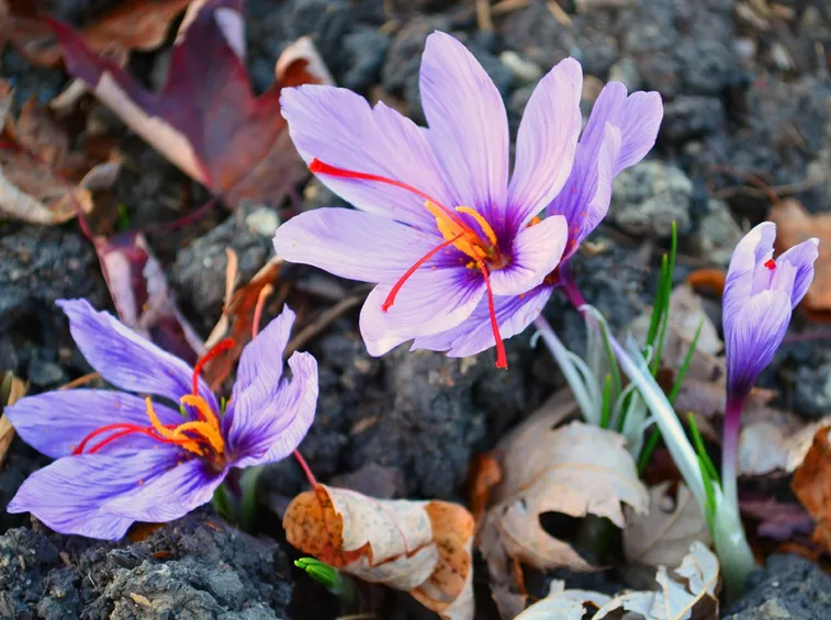 Fiori zafferano