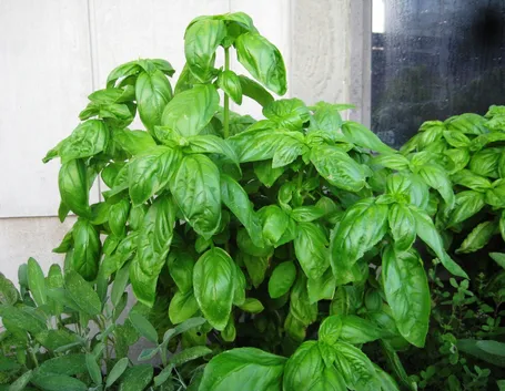 basilico